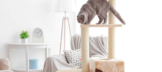 Arbre à chat
