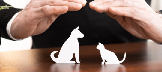 assurance animaux