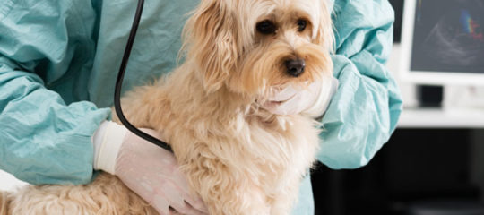 Mutuelle santé pour chien