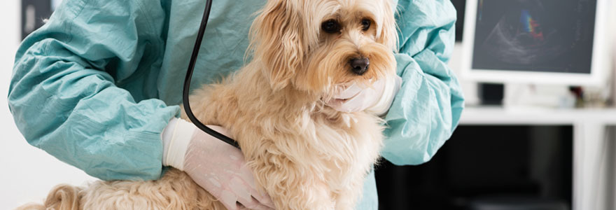 Mutuelle santé pour chien