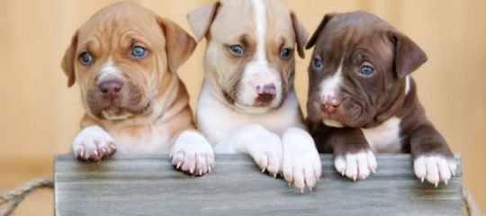 Adopter un chien