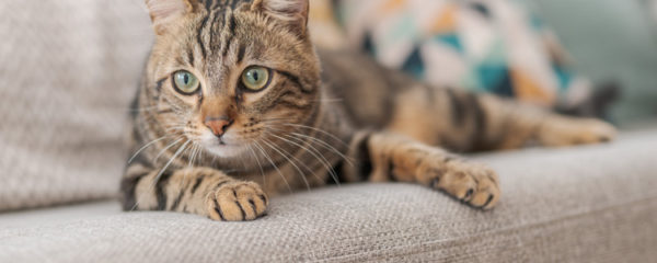 chat